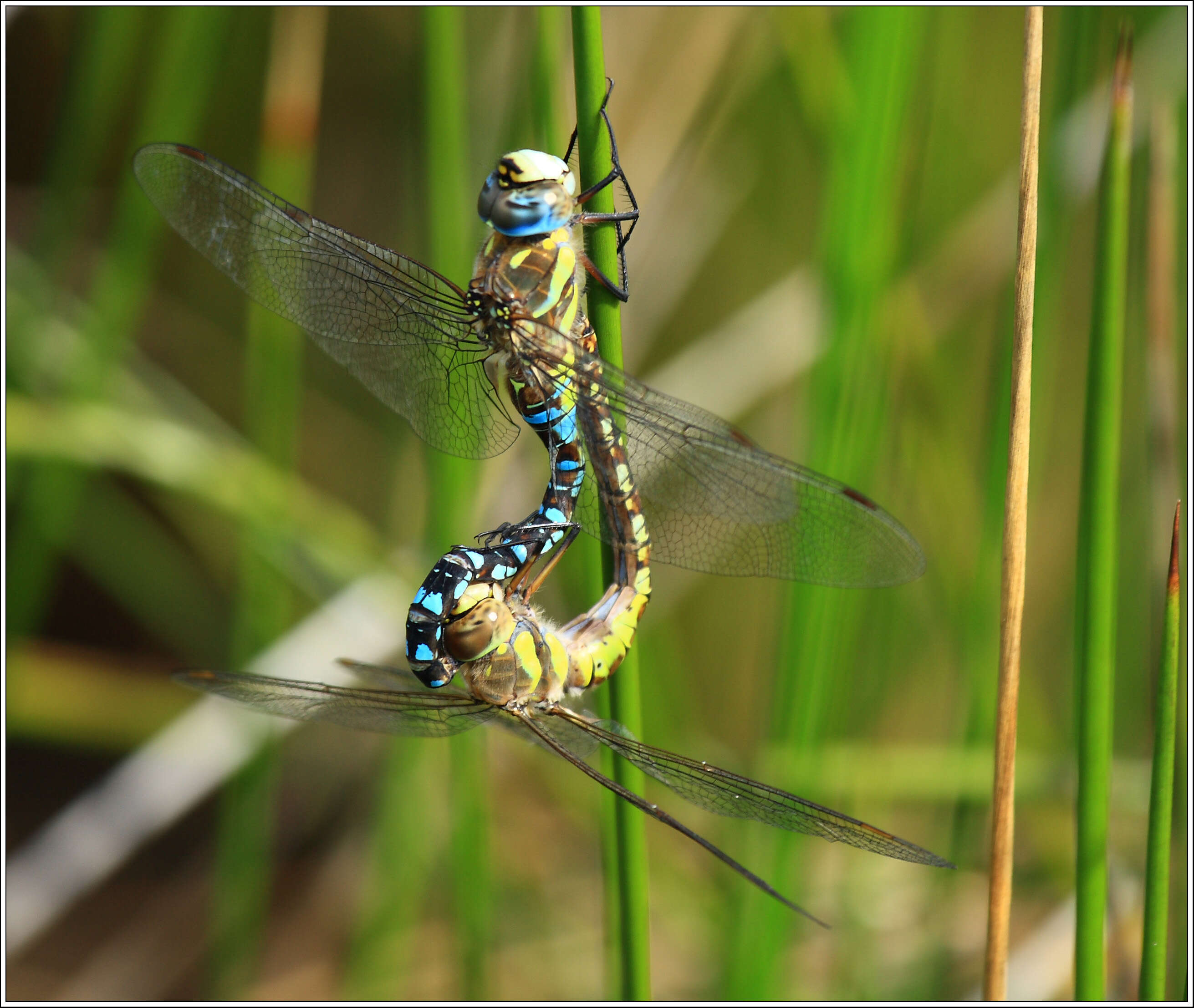 Image of Migrant Hawker