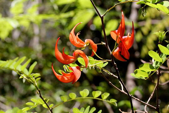 Image of Chadsia versicolor Bojer