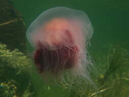 Image of lion’s mane