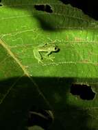 Image of Glass frog