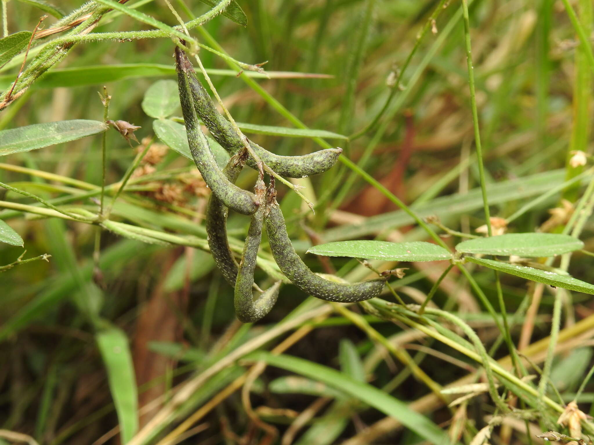 Image of Glycine cyrtoloba Tindale