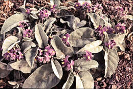 Image of Solanum quadriloculatum F. Müll.