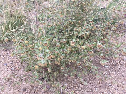 Image of Artemisia macrocephala Jacquem. ex Bess.