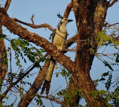 Image of Magpie-jay