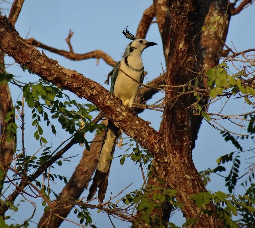 Image of Magpie-jay