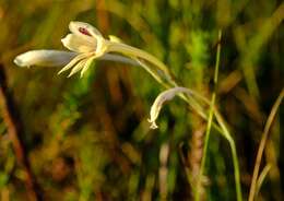 Image of Gladiolus engysiphon G. J. Lewis