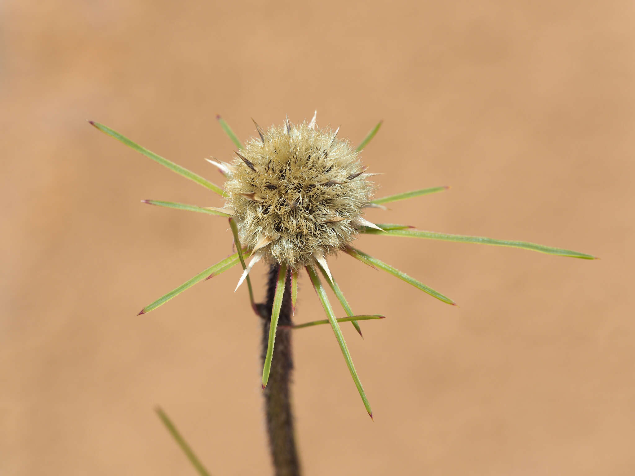 Image of Dasypogon bromeliifolius R. Br.