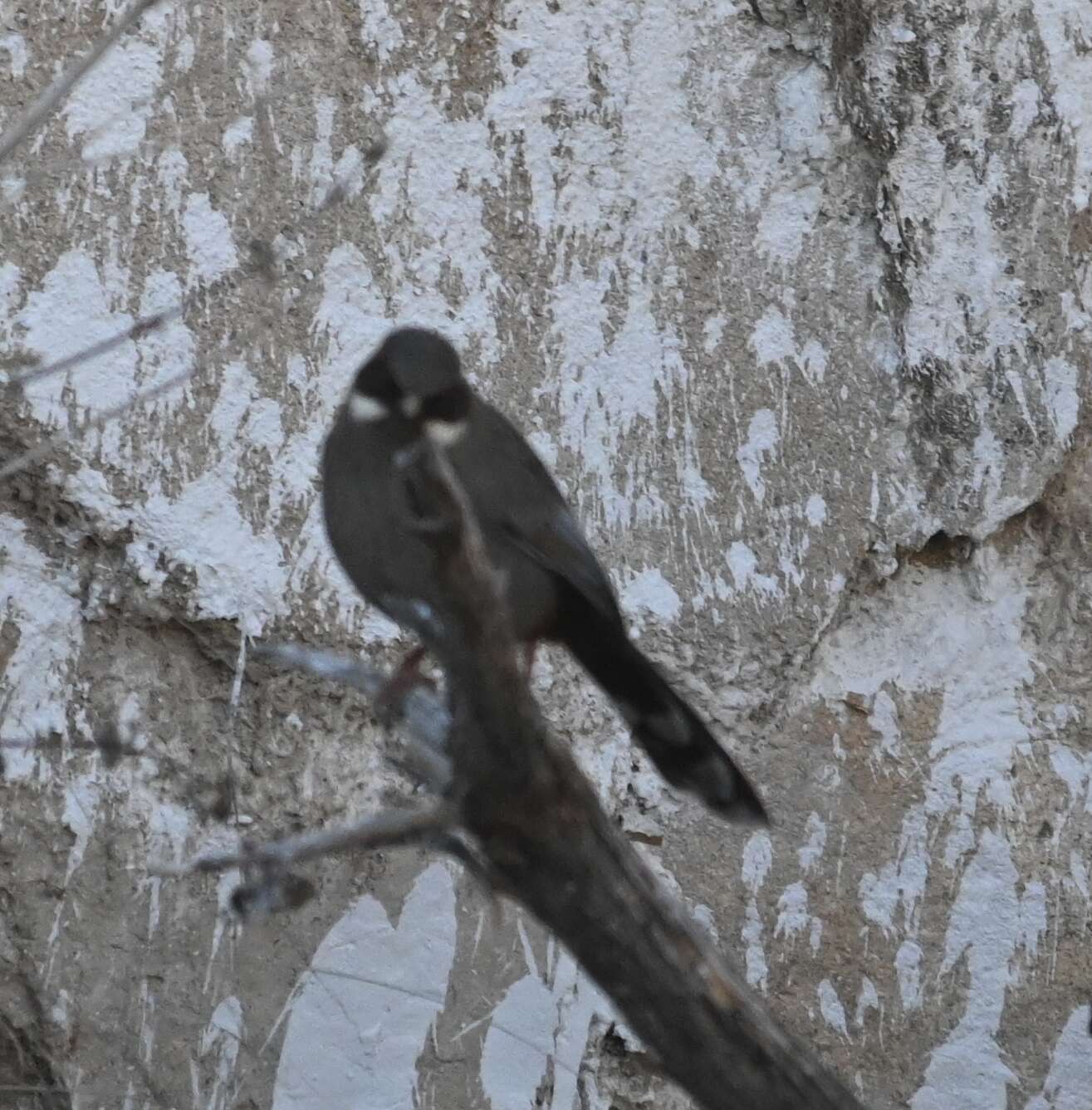 Image of Brown-cheeked Laughingthrush