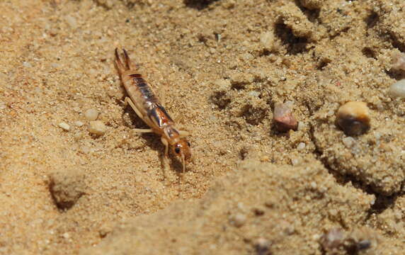 Image de Labiduroidea