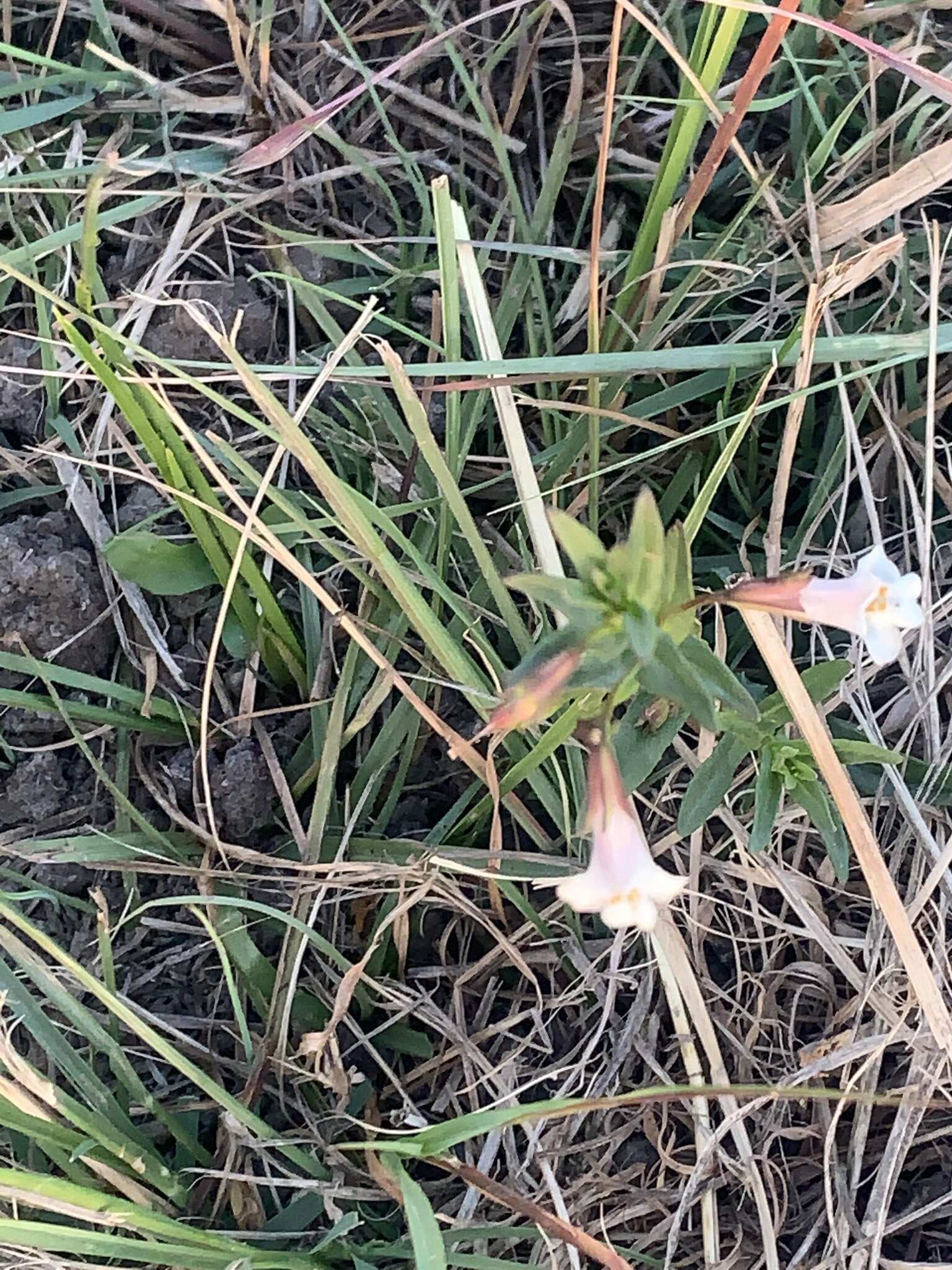 Imagem de Mimulus gracilis R. Br.