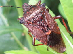 Image of <i>Pinthaeus sanguinipes</i>