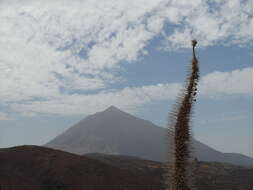 Image of Echium wildpretii H. H. W. Pearson ex Hook. fil.