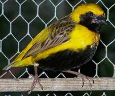 Image of Yellow-crowned Bishop