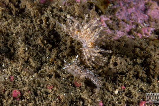 Image of Eubranchus vittatus (Alder & Hancock 1842)