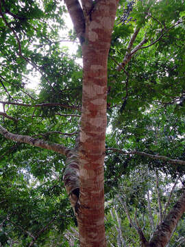 Image of dotted lancepod