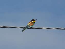 Image of bee-eater, european bee-eater