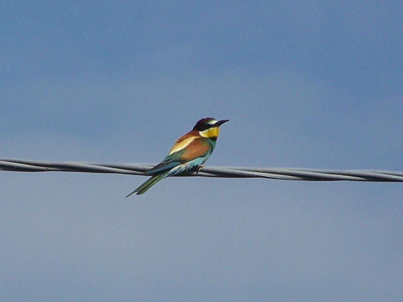 Image of bee-eater, european bee-eater