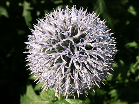 Image of Echinops bannaticus Rochel ex Schrad.