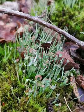 Image of cup lichen