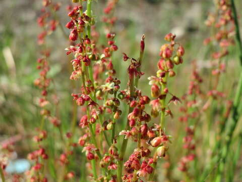 Image of Sheep's Sorrel