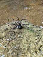 Image of Megadolomedes australianus (L. Koch 1865)