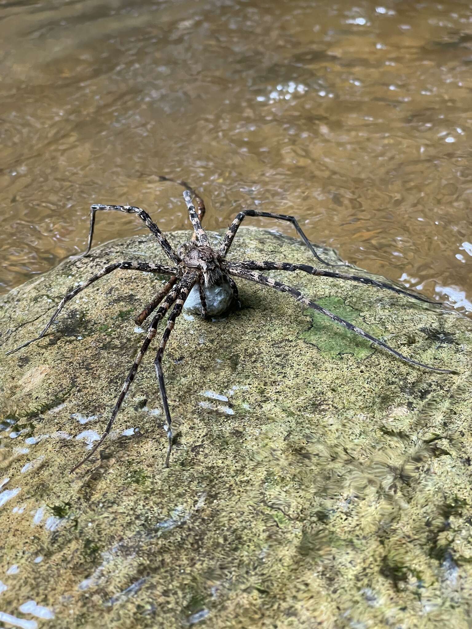 Image of Megadolomedes australianus (L. Koch 1865)