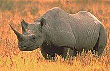 Image of Black Rhinoceros