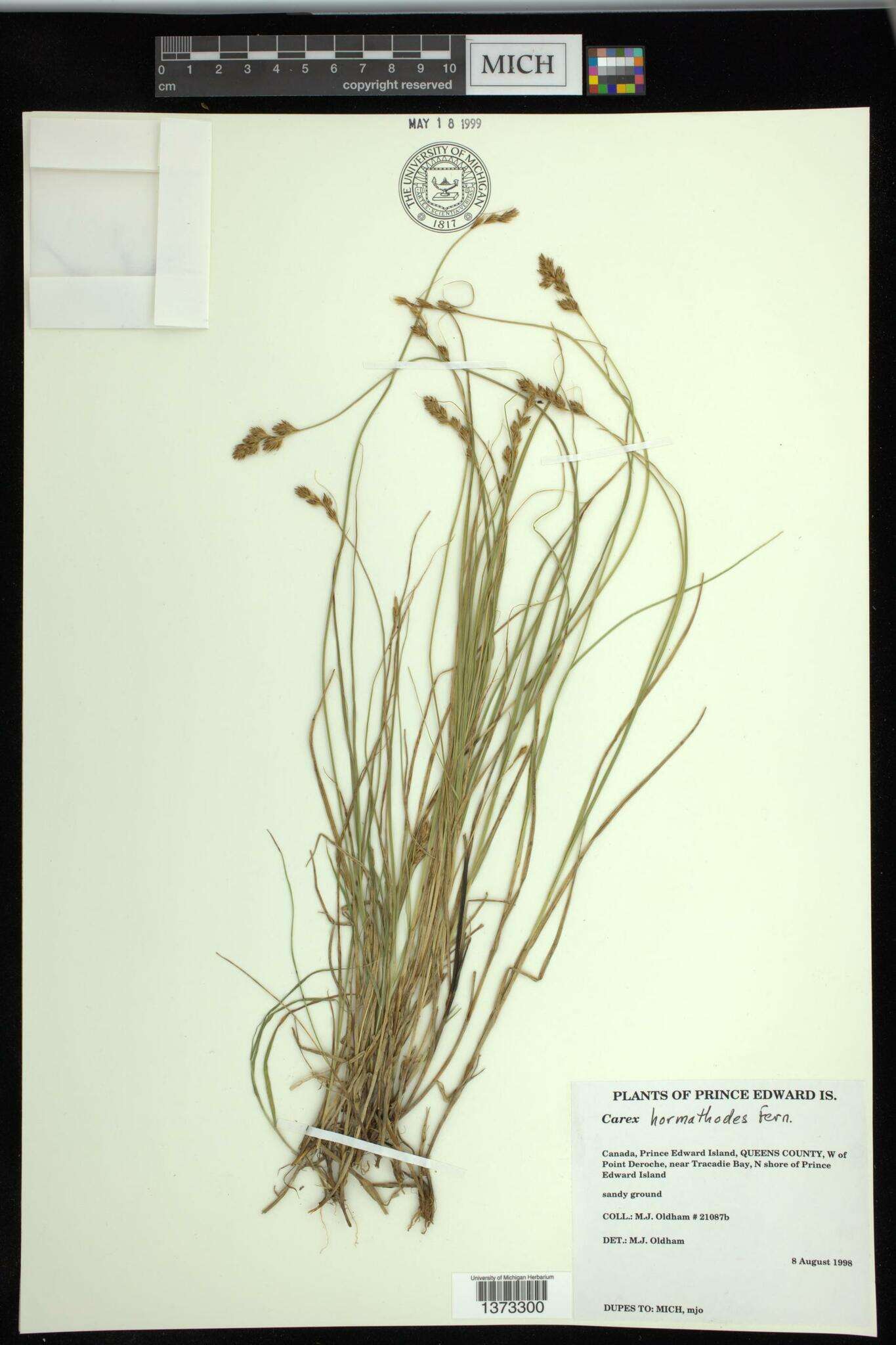 Image of Marsh Straw Sedge