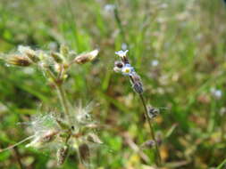 Image of strict forget-me-not