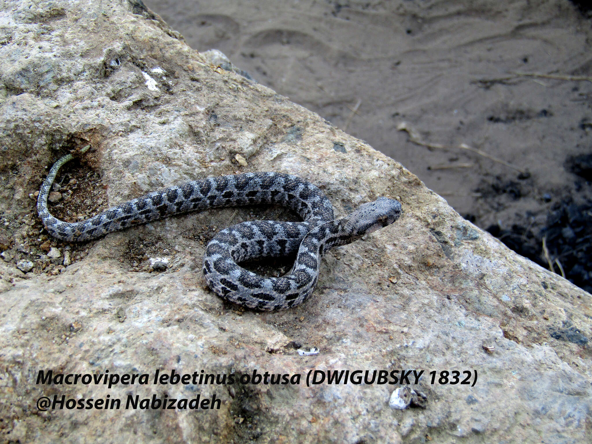 Sivun Macrovipera lebetinus obtusa (Dwigubsky 1832) kuva