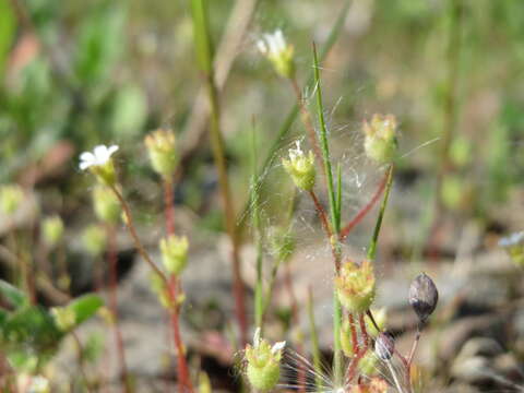 Image of nailwort