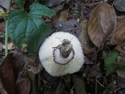 Image of Leucoagaricus lilaceus Singer 1952