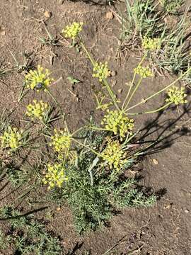 Слика од Afrosciadium magalismontanum (Sond.) Winter