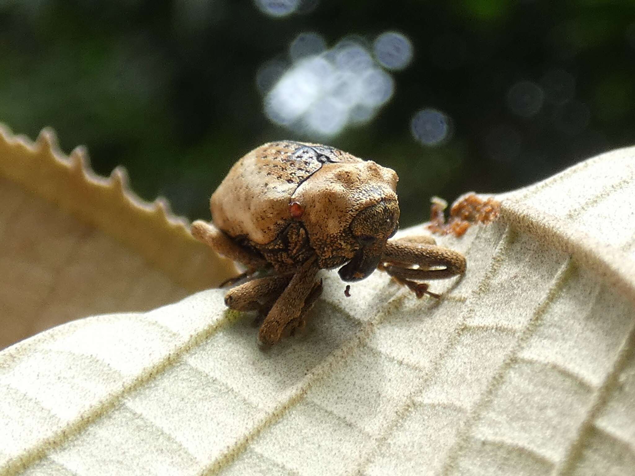 Imagem de Cryptorrhynchus melastomae Champion 1906