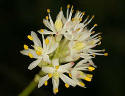 Image of western false asphodel