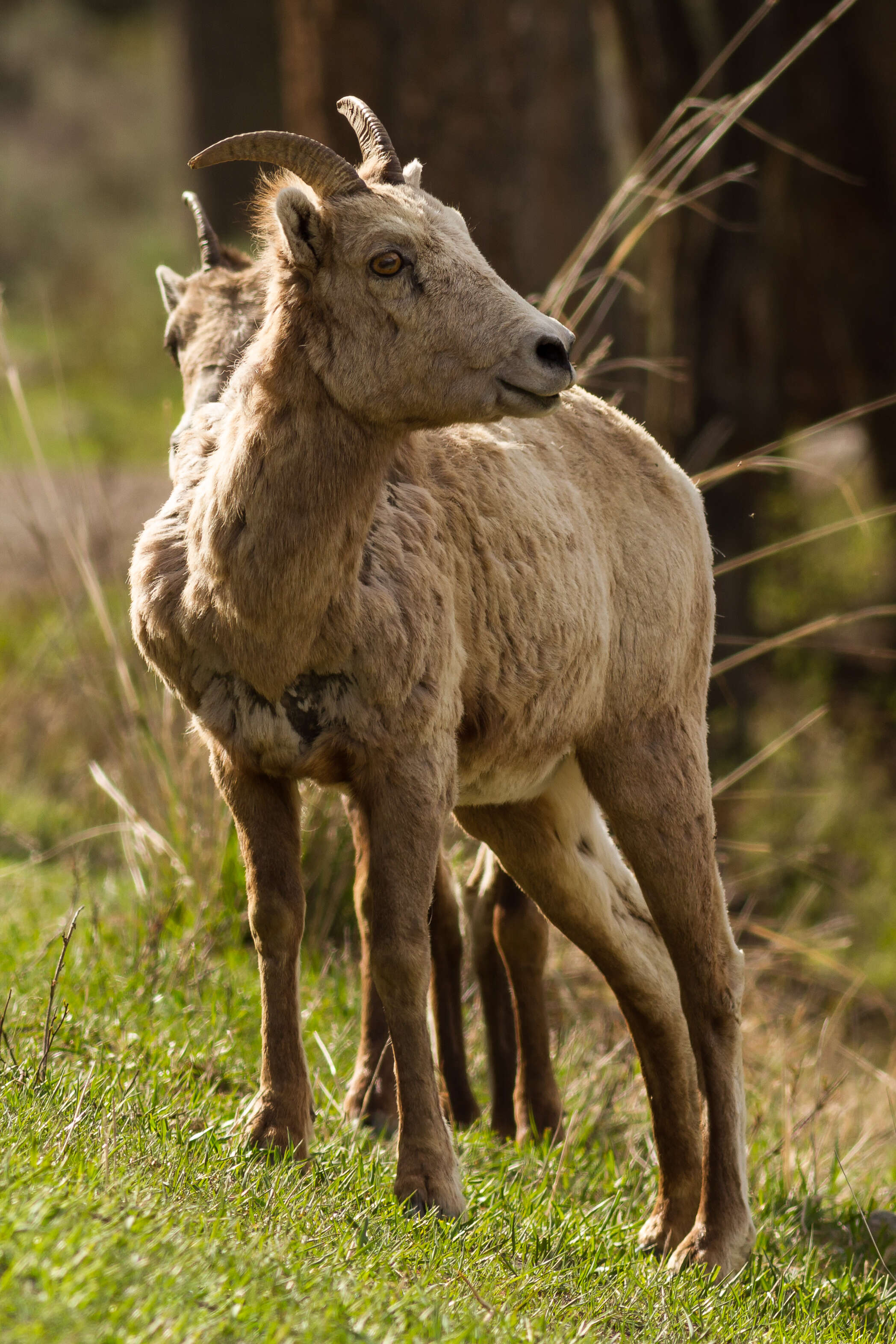 Image of bighorn sheep