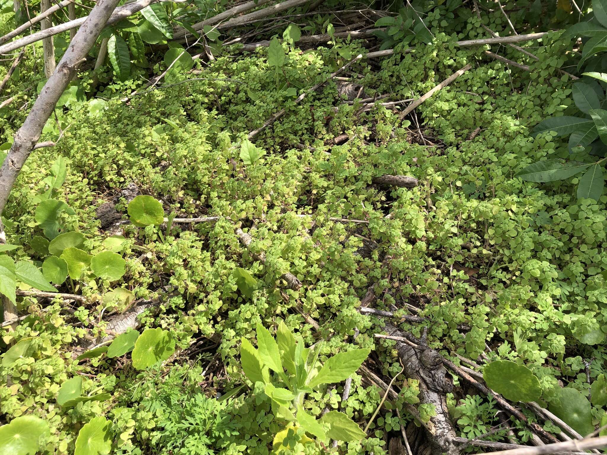 Image of Florida pellitory