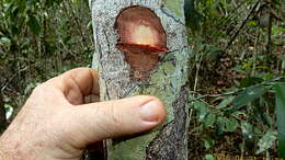 صورة Chaetocarpus