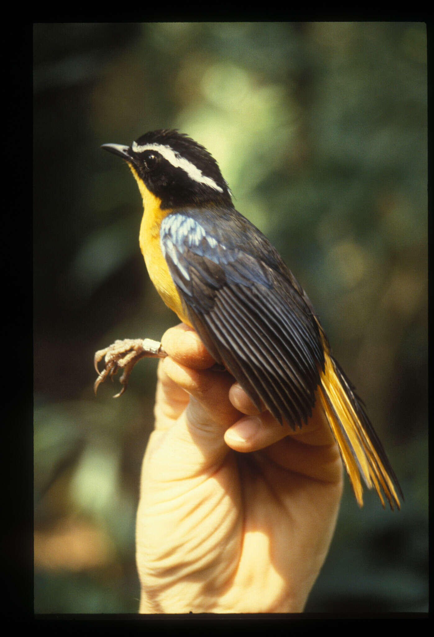 Image of Blue-shouldered Robin