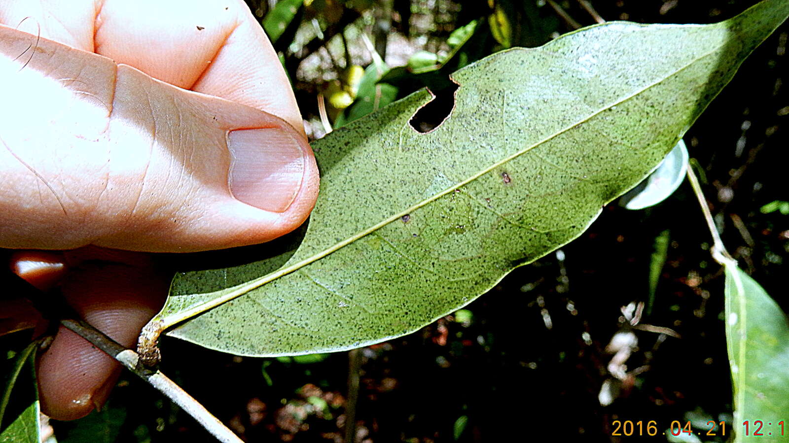 صورة Chaetocarpus