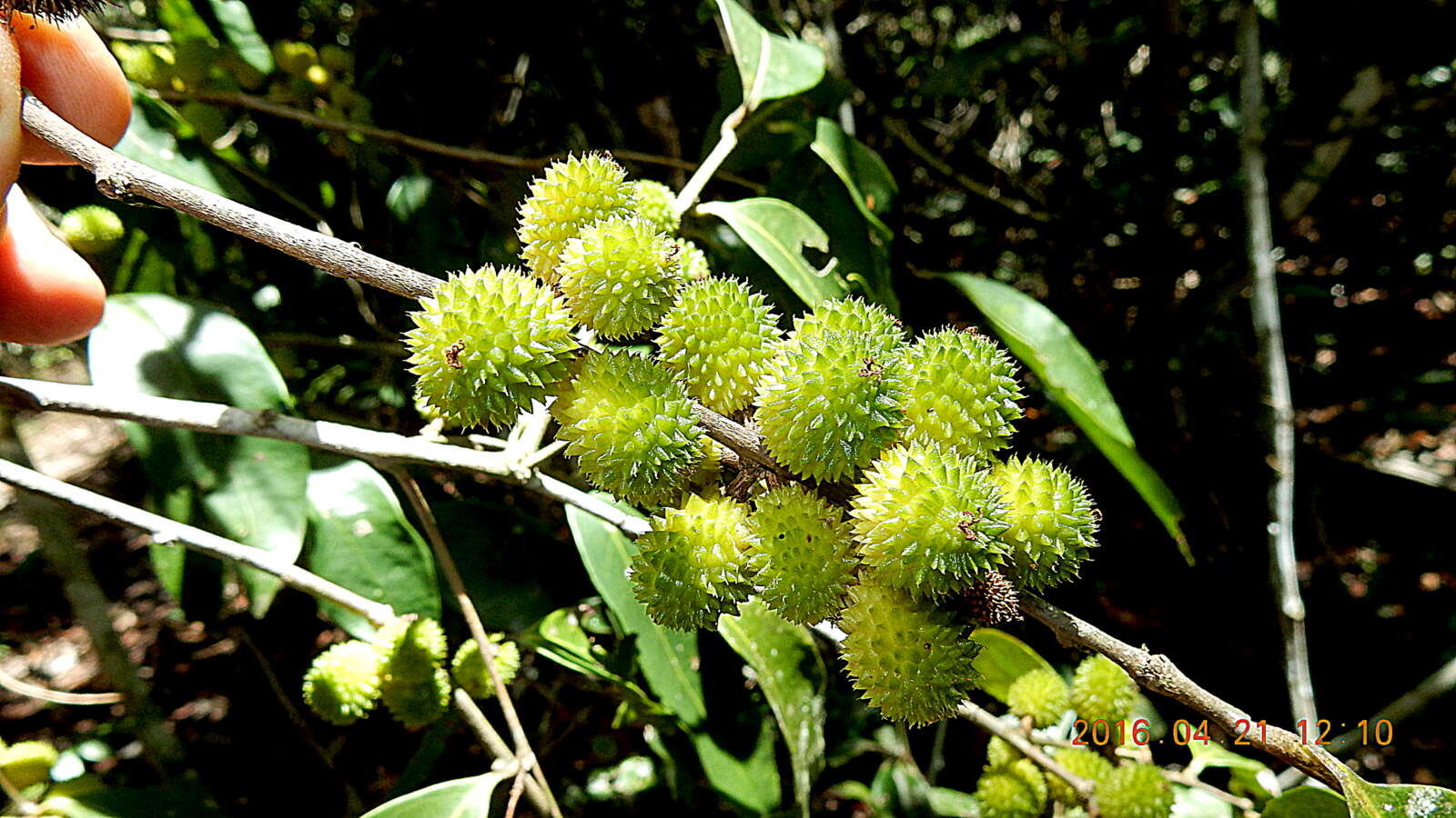 صورة Chaetocarpus