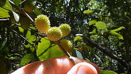 صورة Chaetocarpus