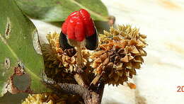 صورة Chaetocarpus