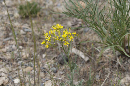 Image of tapertip hawksbeard