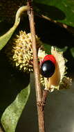 صورة Chaetocarpus