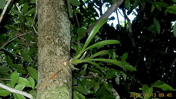 Image of Aspasia variegata Lindl.