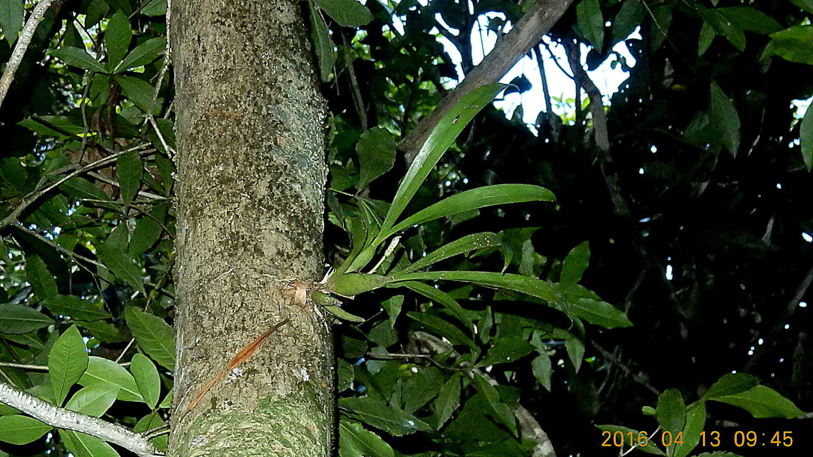 Imagem de Aspasia variegata Lindl.