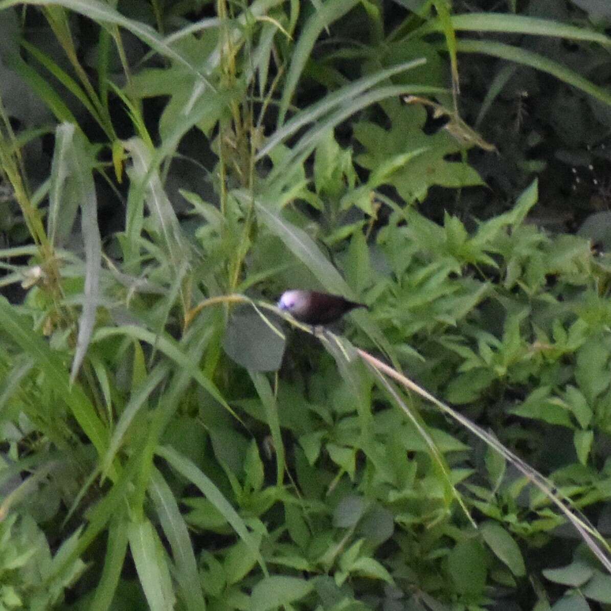 Image of White-headed Munia