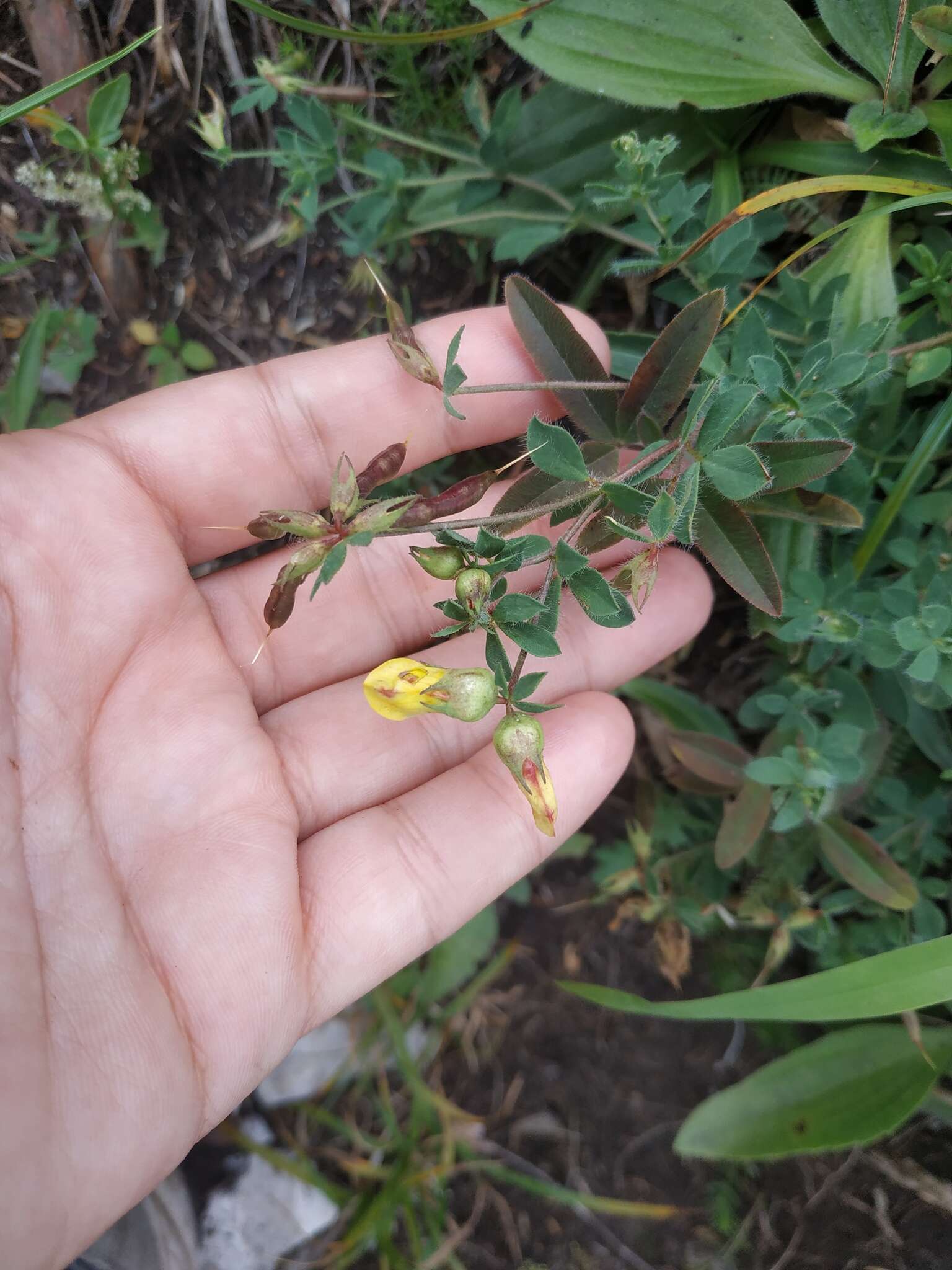 Image of Common Bird's-foot-trefoil