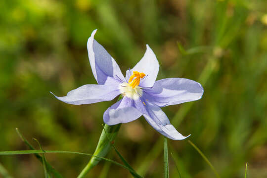 Image of Prairie pleatleaf